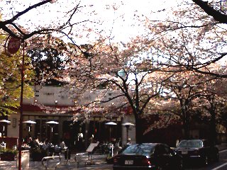 赤坂アークヒルズ裏の桜並木