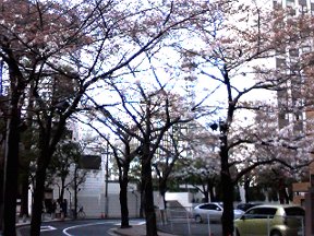 赤坂アークヒルズの桜