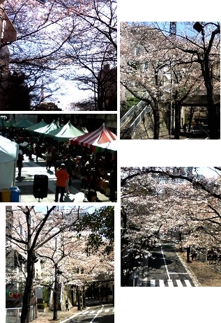 ２０１０年赤坂アークヒルズの桜