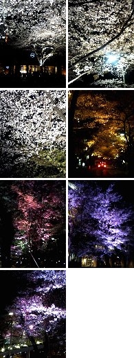 2010年東京ミッドタウンと赤坂アークヒルズの夜桜