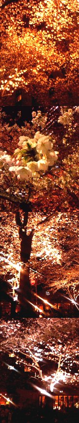 赤坂アークヒルズの夜桜