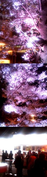 ２０１２年 東京ミッドタウンの夜桜